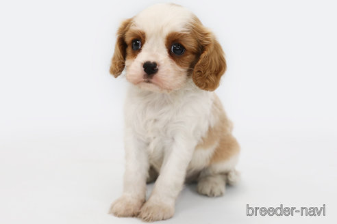 成約済の神奈川県のキャバリアキングチャールズスパニエル-303405の4枚目